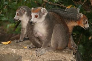 lemur-parc-national-ankarana-madagascar