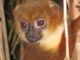 lemurien-parc-national-ranomafana-madagascar