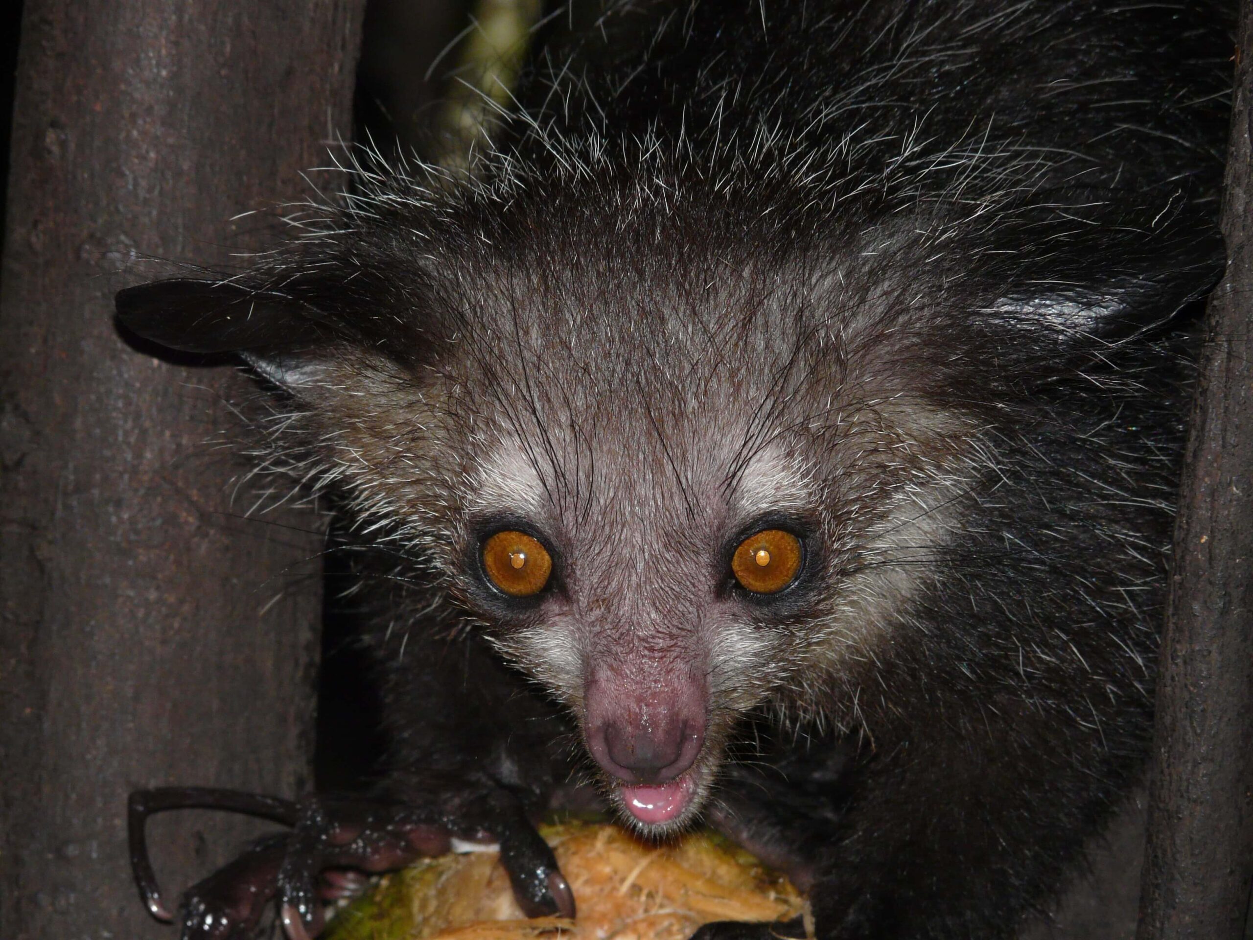 AYE-AYE