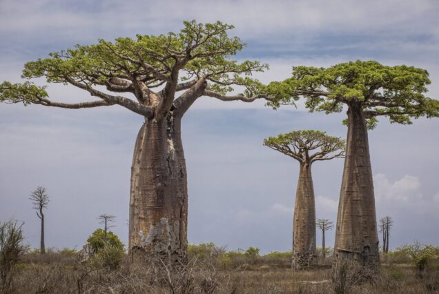 Da Toliara a Morondava lungo la costa, la bellezza selvaggia del sud-ovest15gg14nt